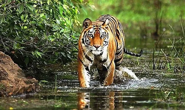 From Delhi: 5-Day Golden Triangle Tour & Ranthambore Tiger Safari