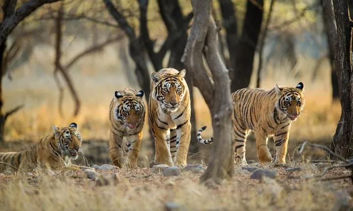 Golden Triangle Tour with Ranthambore 