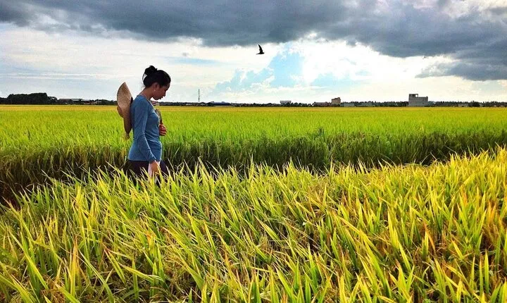 Back to Nature : Sekinchan Paddy Field, Fishing Village & Fireflies Tour