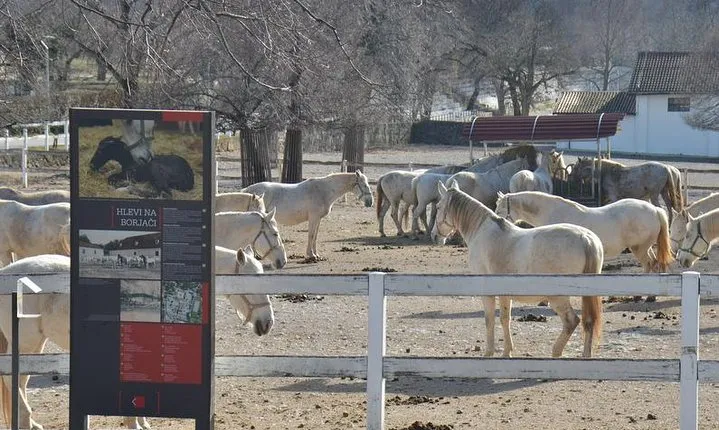 Piran trip to world-famous stud farm Lipica from Piran half day