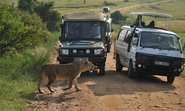 Nairobi National Park Tour with Game Drive and Transfer
