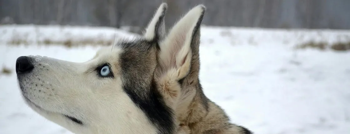 Husky sledge ride in Rovaniemi