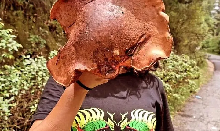Mushroom Foraging Expedition in Nepal