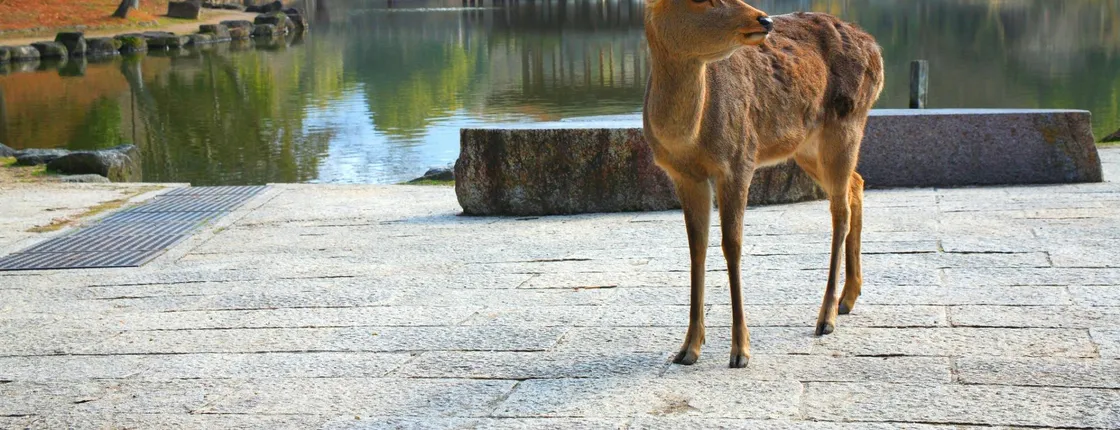 Kyoto Full-Day Guided Bus Tour to Top Highlights with Tickets