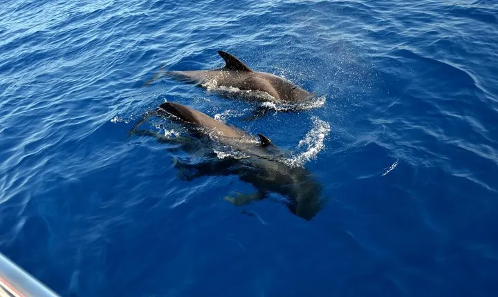 5 hrs. Watching and listening whales and dolphins visiting Los Gigantes