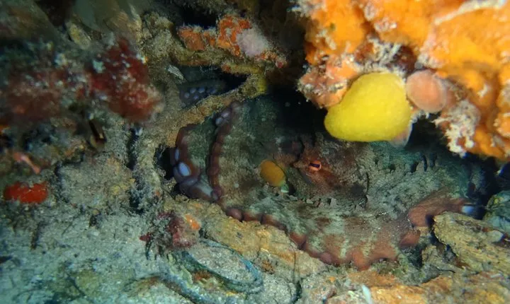 Octopus Rock Exploration - Certified Diver