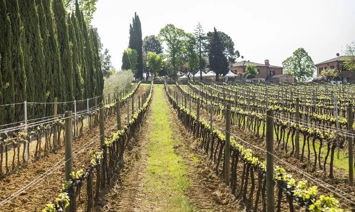 Wine tasting in Montepulciano and visit to Pienza, in Tuscany from Rome