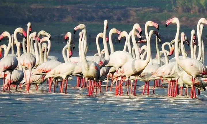 Bird Watching Tour at Bhandup, Mumbai with Brunch