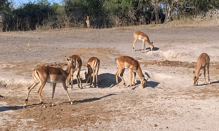 Rhino Game Drive in Mosi-oa-Tunya National Park