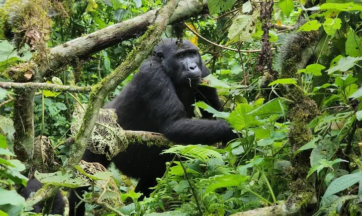 7 Days of Uganda Primates and Wildlife Adventure