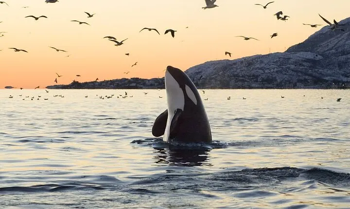 Whale Watching RIB Experience (With Transfer Tromso-Skjervoy)