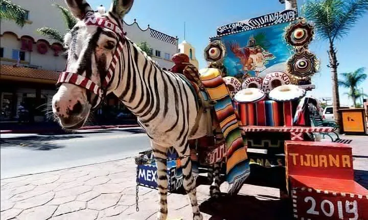 Private Full-Day Guided Tour of Tijuana