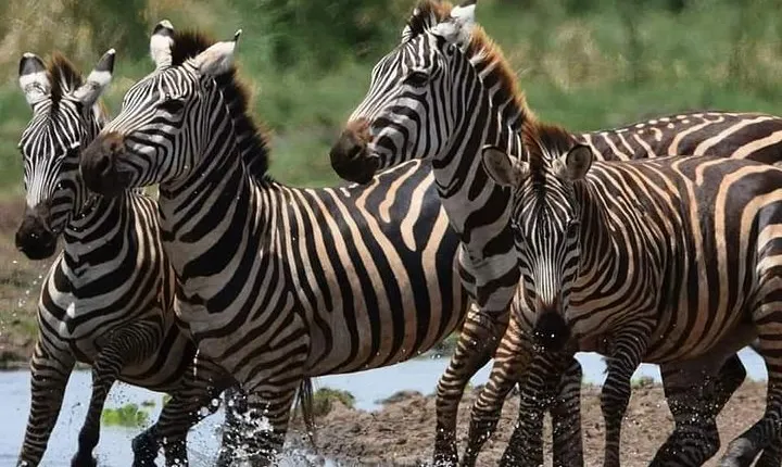 5 Days Affordable Budget Safari to Northern Tanzania