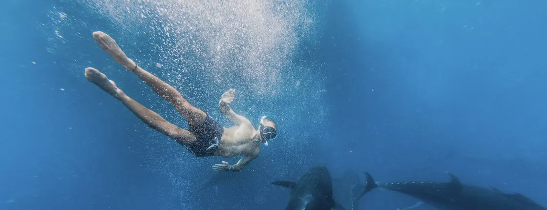2-hour catamaran cruise to swim with tuna in L'Ametlla de Mar