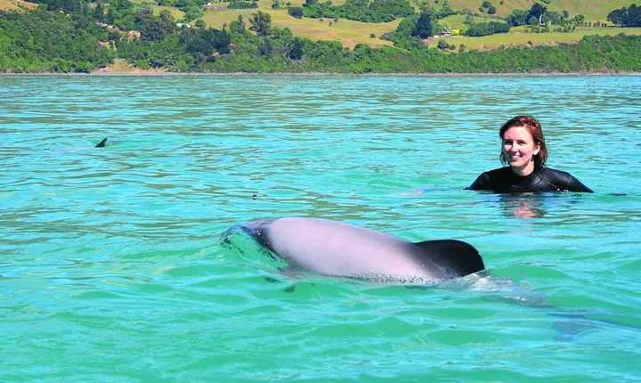Akaroa Swim with Dolphins Tour from Christchurch