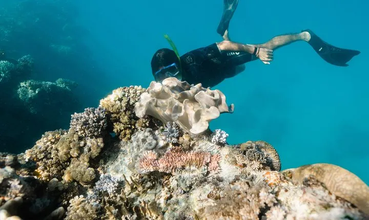 Full-Day Great Barrier Reef Snorkeling from Hamilton Island