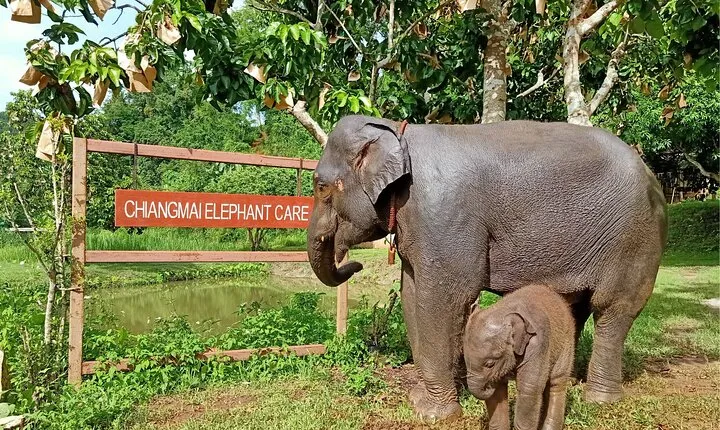 Elephant care program at CHIANGMAI ELEPHANT CARE