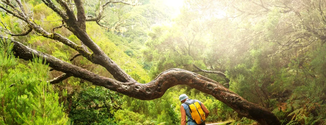 Half-day guided levada walk to Vale Paraíso and Rochão