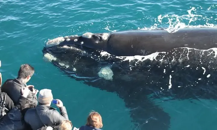 Augusta Whale Watching Eco Tour