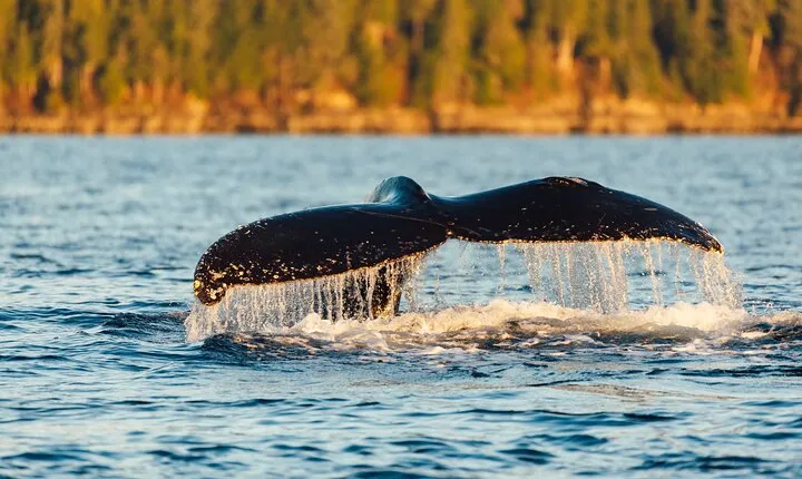 Experience Local Marine Wildlife Tour