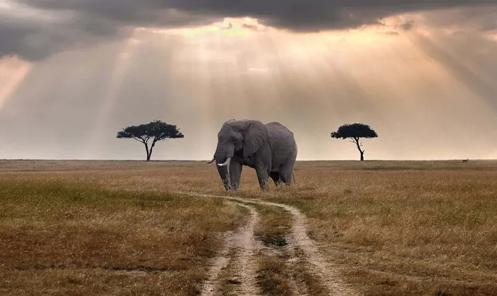 2 Days Classic Maasai Mara Safari