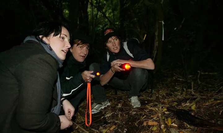 Zealandia Small Group Eco Wildlife Night Tour