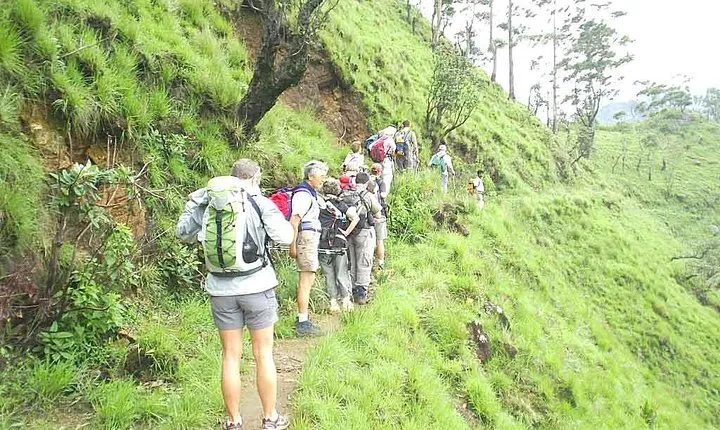 Trekking Through Thangamale Sanctuary,Tea Plantation & Forest,FM Ella,Haputale