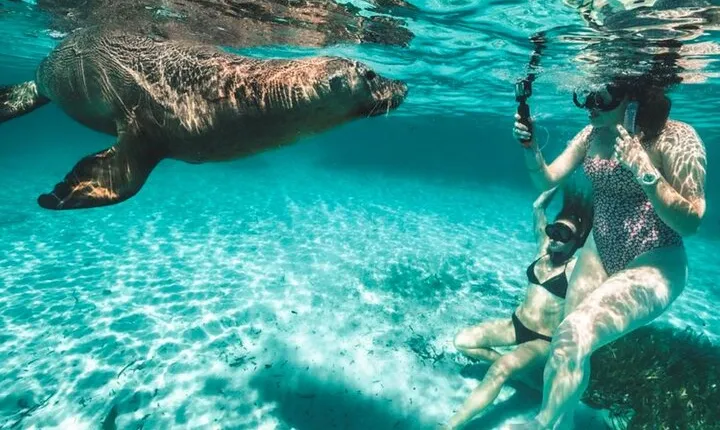 Dolphin and Sealion, Seafood Snorkel Adventure