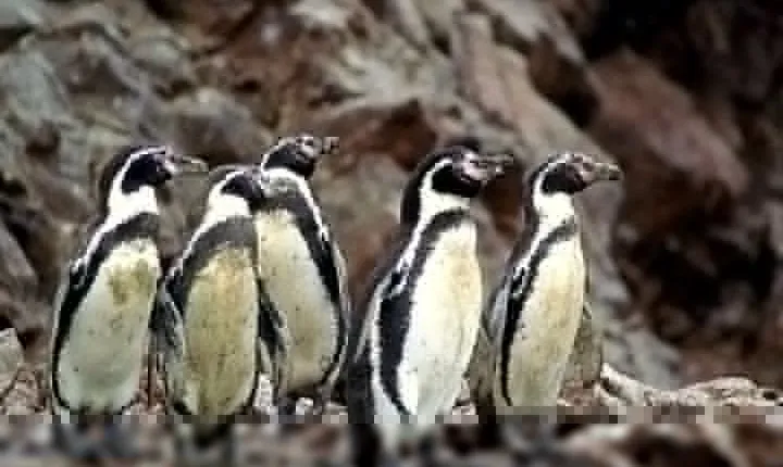 Ballestas Islands tour from Pisco