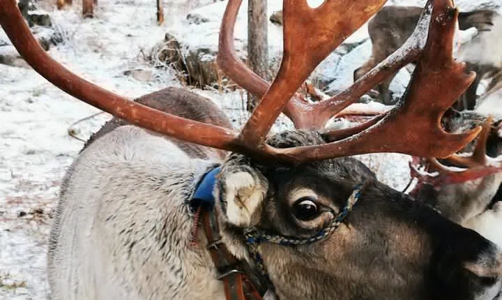 Santa's Reindeer & Husky Safari + Santa's Pets + Aurora Hunt!