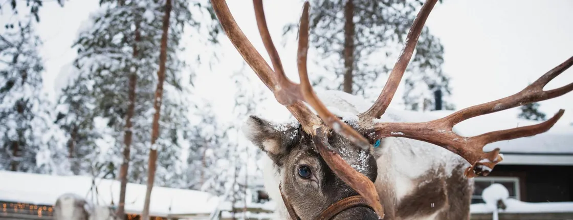 Husky park and reindeer farm combo