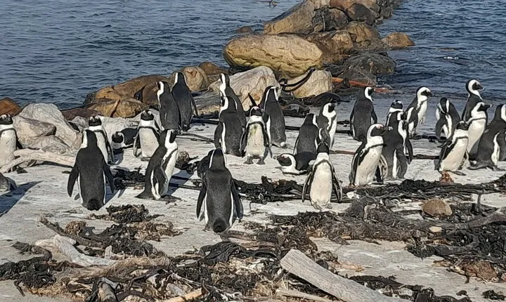 Penguins Boulders Beach and Cape Point Small Group Day Tour