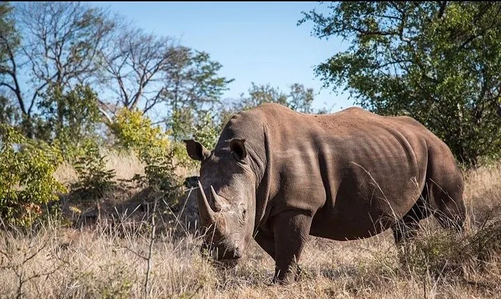 Game Drive and Rhino Viewing Safari