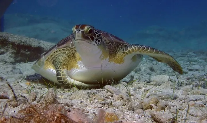 Guided snorkeling trip to the turtles in Protaras
