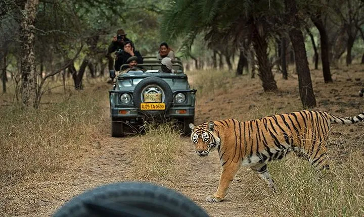 Private 6-Day Ranthambhore Tiger Tour including Delhi, Agra and Jaipur