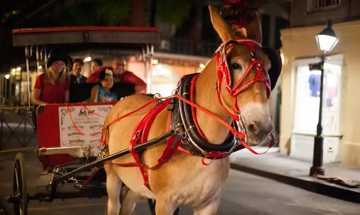 New Orleans Small-Group Haunted History Carriage Tour