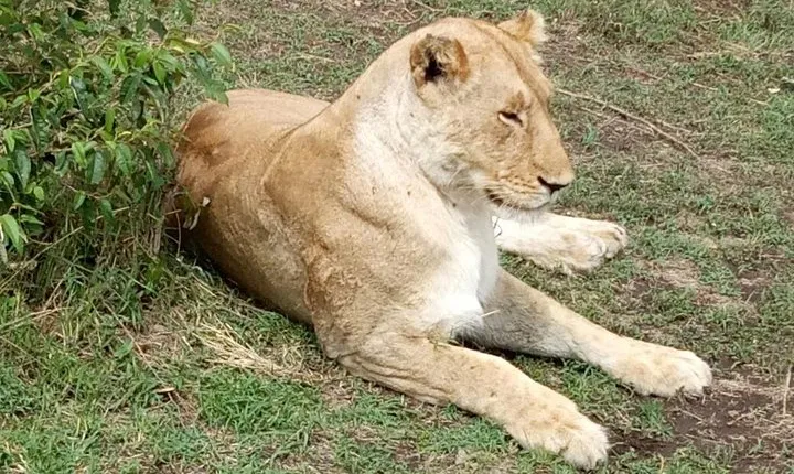 3 Days in Masai Mara
