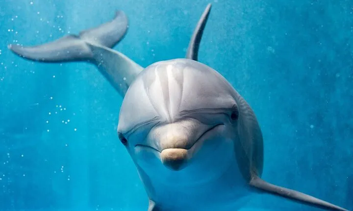 15 Min Swim with the Dolphins with Transfers - Sharm El Sheikh