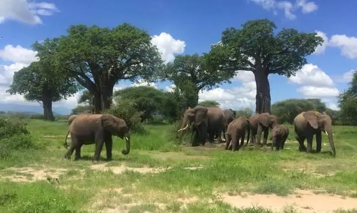 4 Days Safari; Tarangire, Ngorongoro Crater and Serengeti.