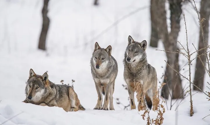 Yellowstone Full Day Winter Tour (With Optional Hike or Snowshoe)