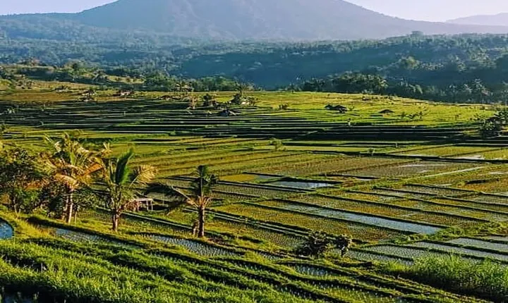 Magical Full Day Trip Jatiluwih Rice Terrace And Beratan Temple