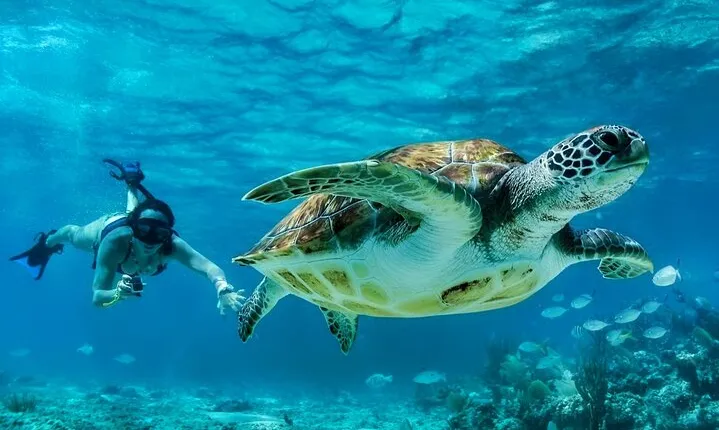 Private Tulum Mayan Ruins & Swimming with Turtles Experience