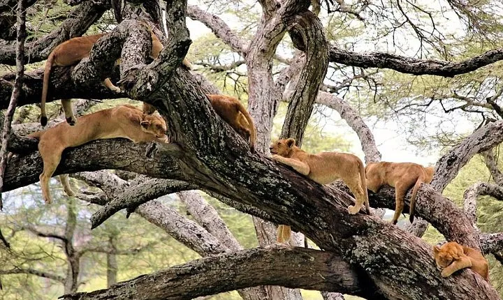 4 Days Join Group Tarangire Serengeti and Ngorongoro