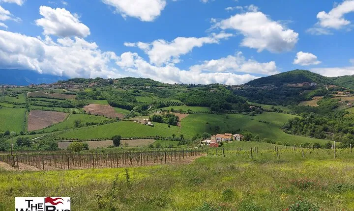 Private Irpinia Wine Tour from POSITANO, AMALFI or RAVELLO