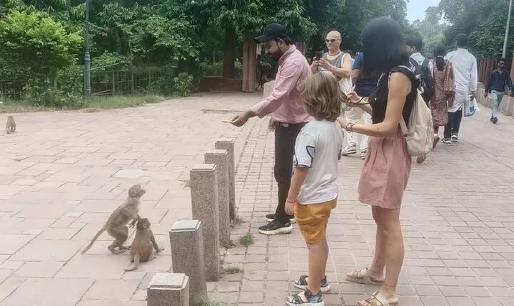 From Agra: Taj Mahal & Agra Fort Tour with Monkey Safari