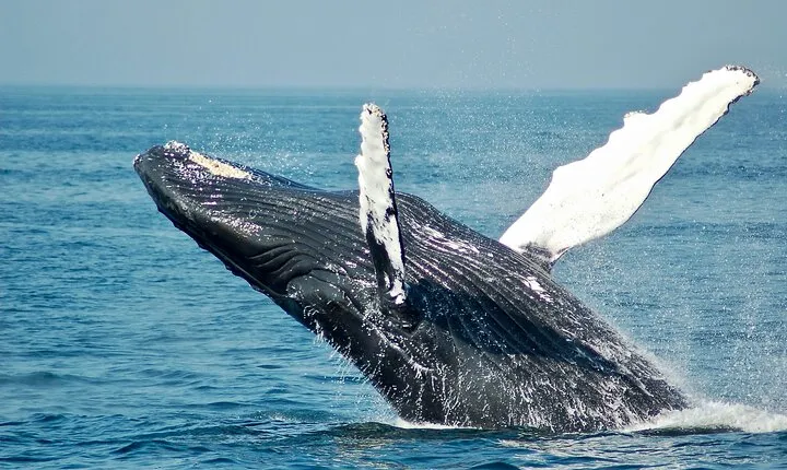 Private Luxury Whale Watching Tour in San Diego