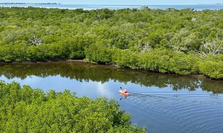 Robinson Preserve Mangrove Tour