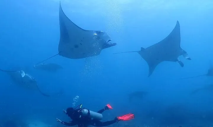 Scuba Diving In Nusa Penida