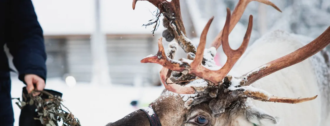 Snowmobile safari to reindeer farm