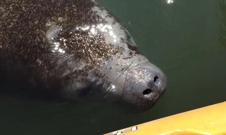 Manatee and Dolphin Kayaking Encounter